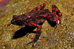 Leptophryne cruentata