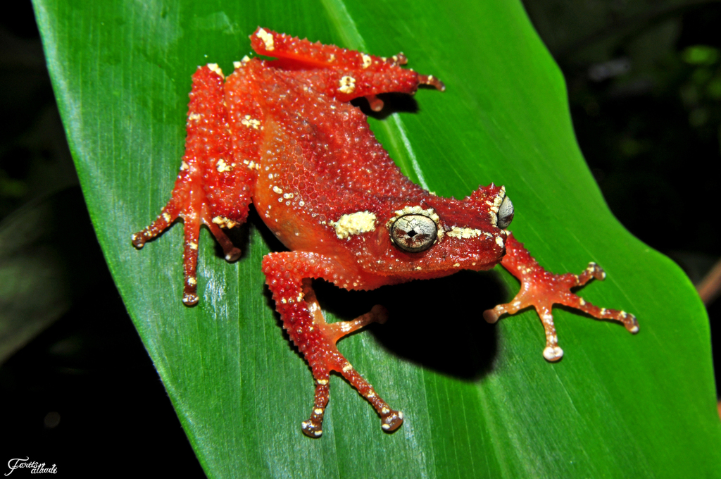 Java Indonesian Treefrog
