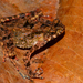 Hourglass Toad - Photo (c) Farits Alhadi, some rights reserved (CC BY-NC), uploaded by Farits Alhadi