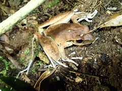 Ranoidea wilcoxii