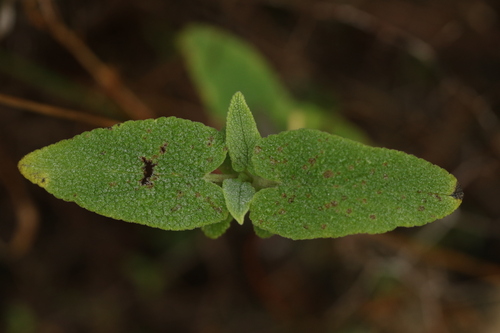 Phlomis viscosa, photograph 1