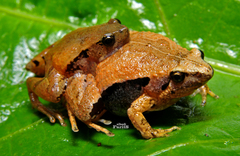 Microhyla achatina