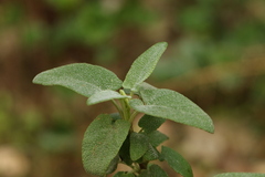 Phlomis viscosa