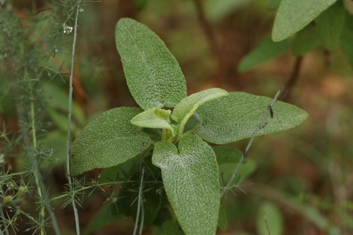 Phlomis viscosa, photograph 3