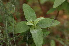 (c) Chaym Turak, some rights reserved (CC BY-SA) Phlomis viscosa, photograph (c) Chaym Turak, some rights reserved (CC BY-SA)