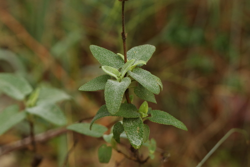 Phlomis viscosa, photograph 2