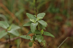 (c) Chaym Turak, some rights reserved (CC BY-SA) Phlomis viscosa, photograph (c) Chaym Turak, some rights reserved (CC BY-SA)