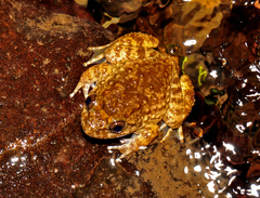 Limnonectes kuhlii