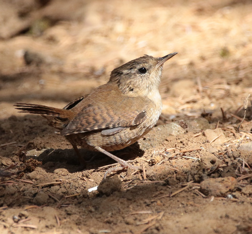 Eurasian Wren