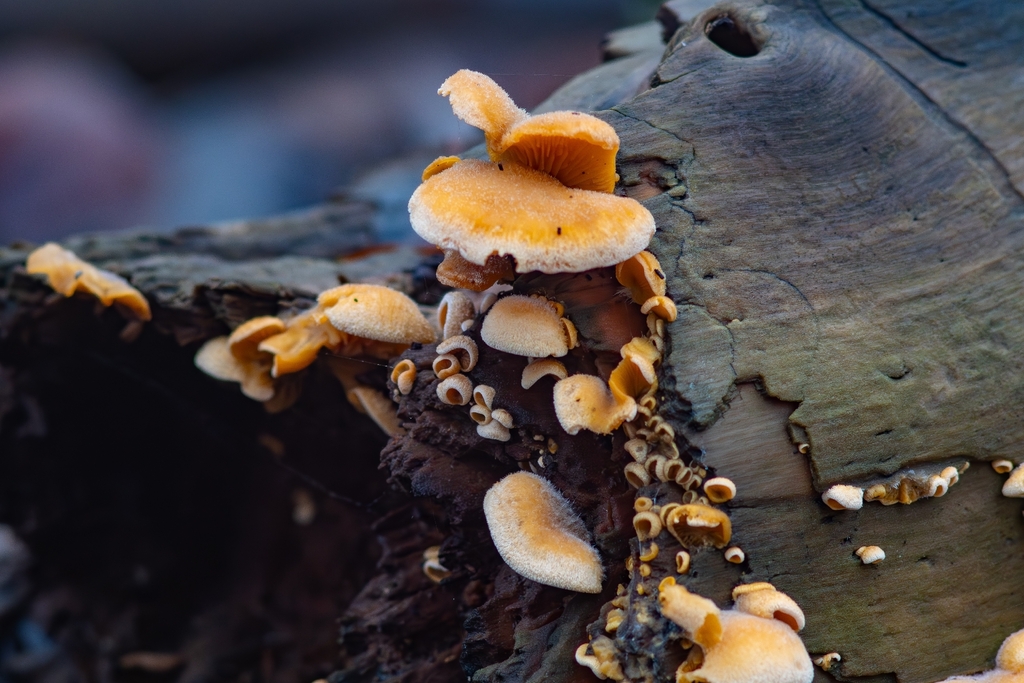 Phyllotopsis nidulans · December 2025 · photo: © volodymyr_sl (iNaturalist, cc-by)