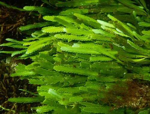 Feather Caulerpa (Caulerpa taxifolia)