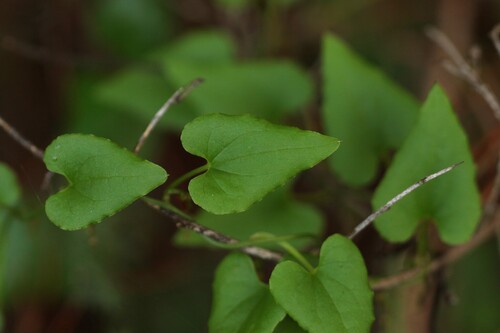 Lady's-seal (Dioscorea orientalis)
