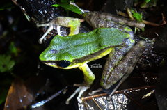 Odorrana hosii