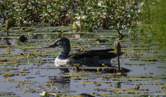 Sarkidiornis melanotos