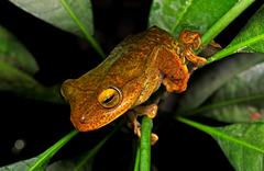 Rhacophorus margaritifer