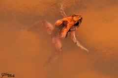 Microhyla achatina