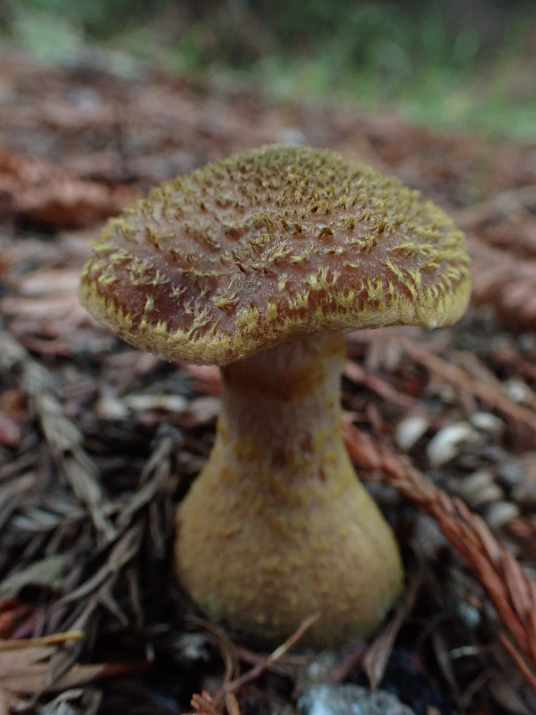 Armillaria sinapina · December 2025 · photo: © reago (iNaturalist, cc-by)