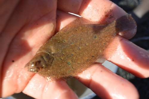 Winter Flounder