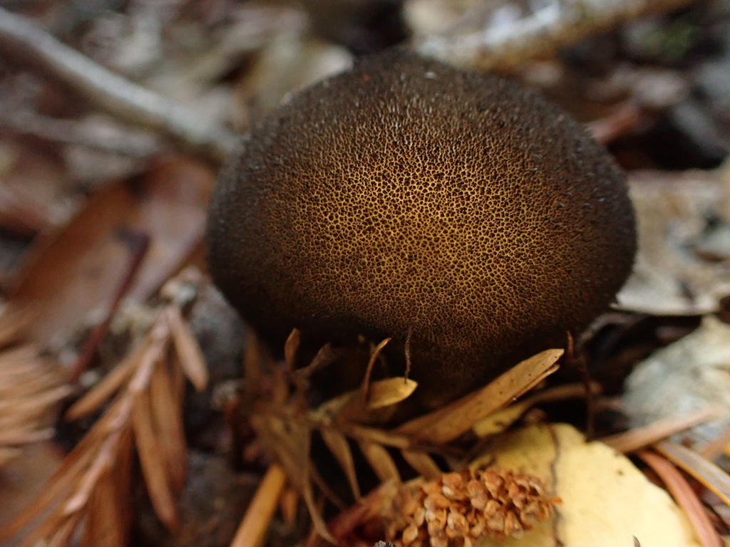 Lycoperdon subumbrinum