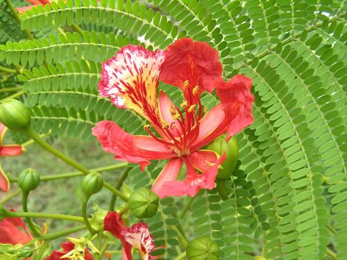 Delonix regia