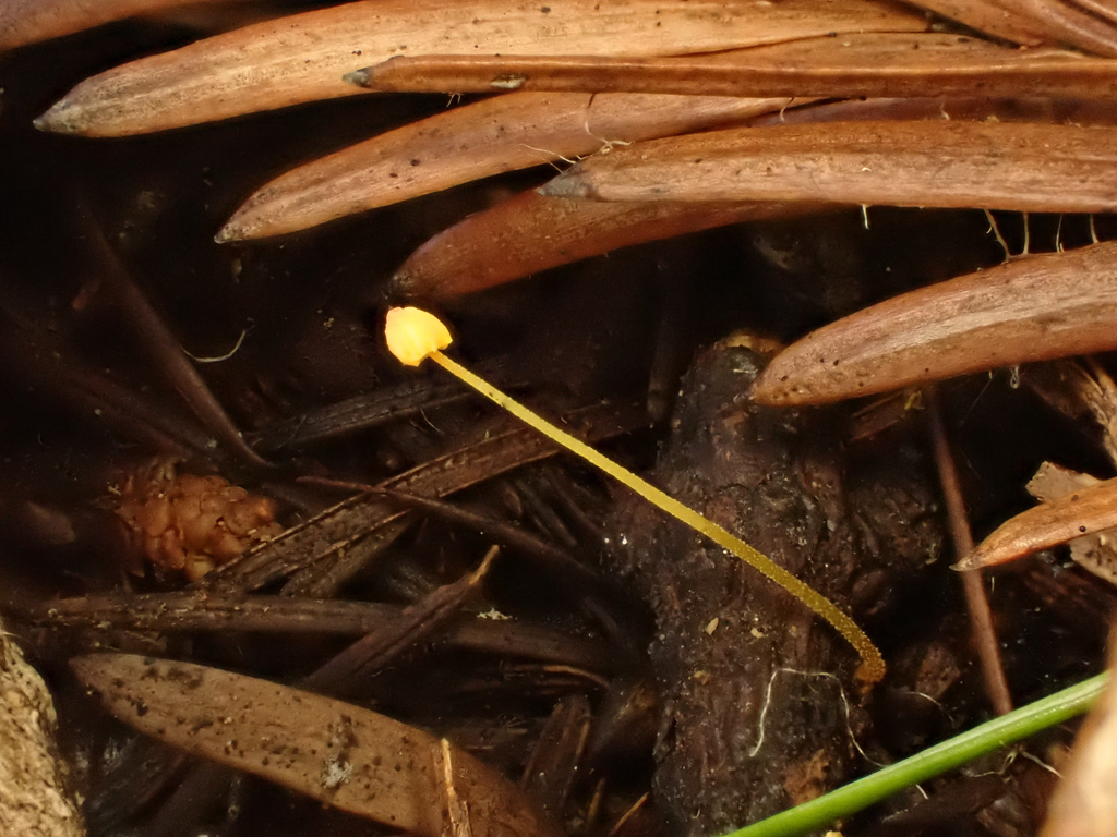 Mycena oregonensis · December 2025 · photo: © reago (iNaturalist, cc-by)