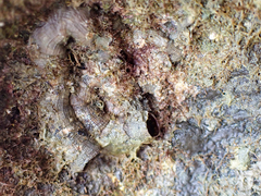 Vermetoidea