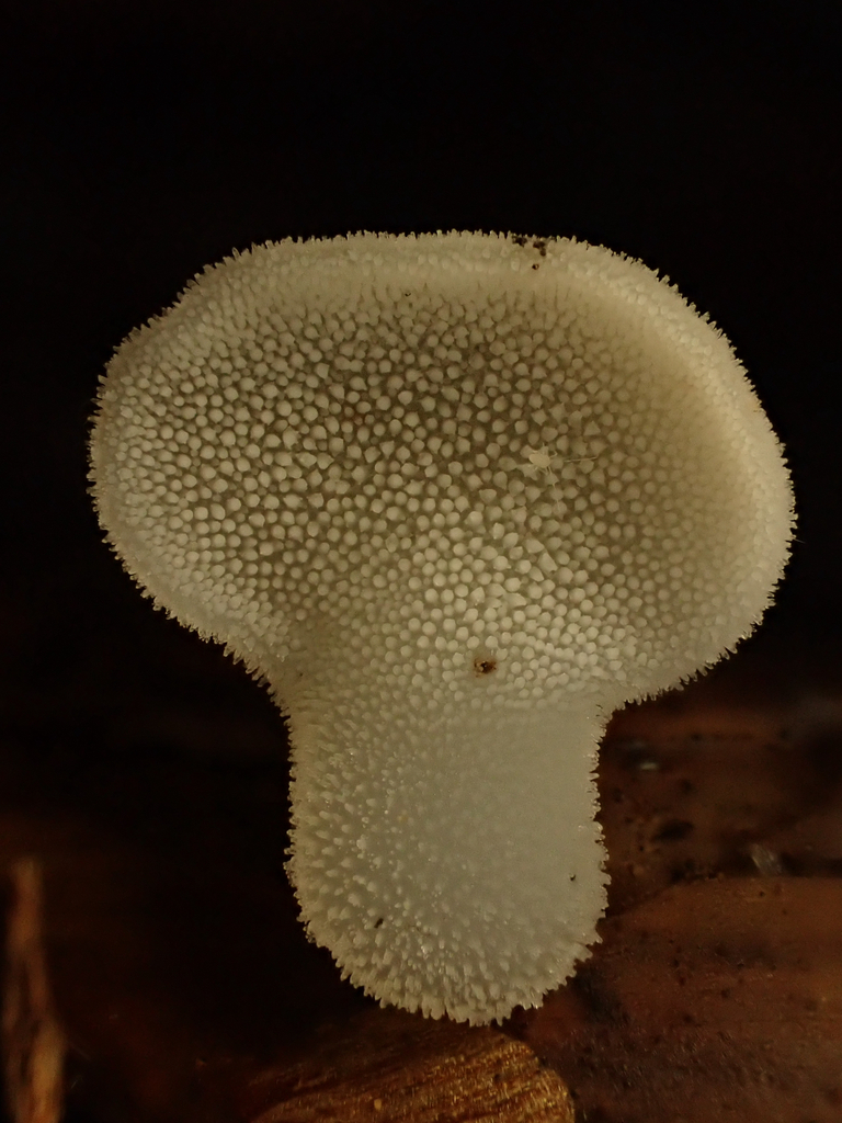 Pseudohydnum gelatinosum · December 2025 · photo: © reago (iNaturalist, cc-by)