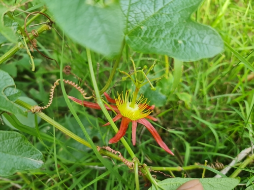 Crimson Passionflower (Passiflora cinnabarina)
