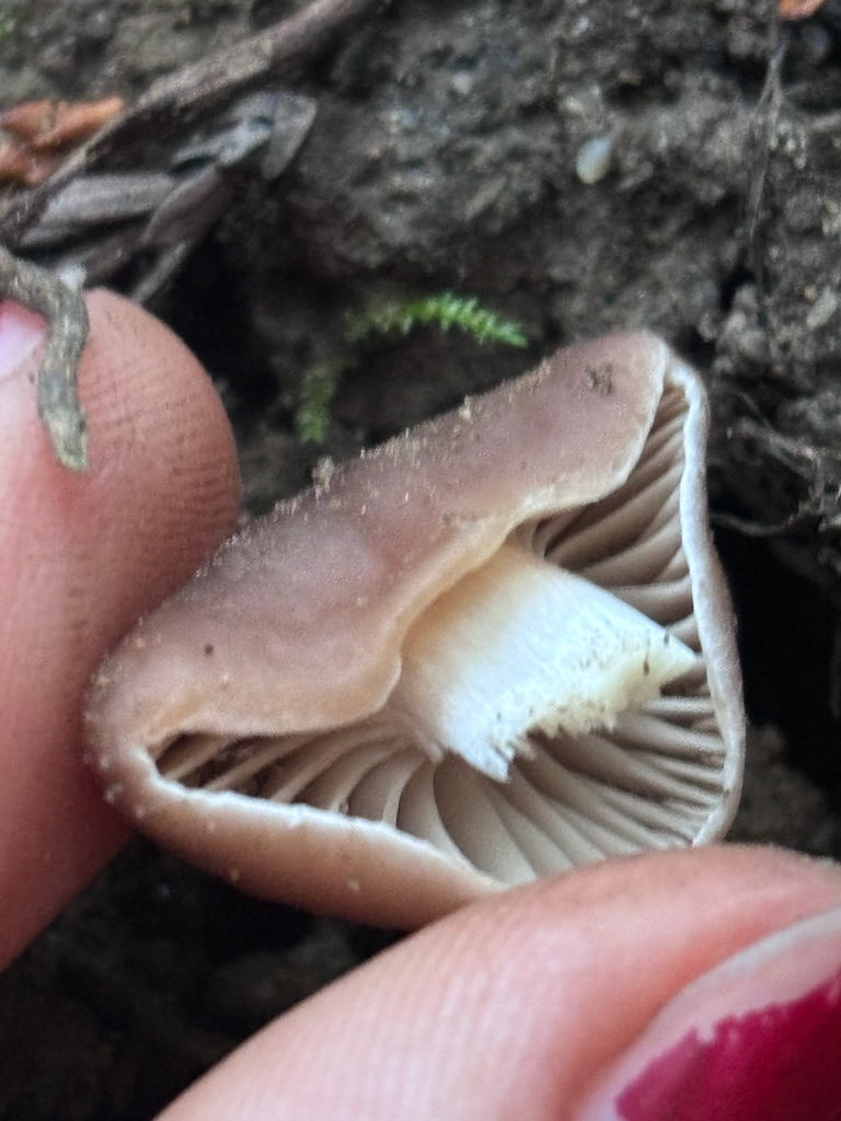 Cuphophyllus colemannianus