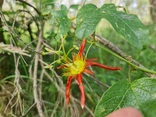 Passiflora cinnabarina, photograph 1