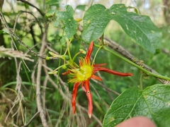 Passiflora cinnabarina, photograph (c) Lek Khauv, some rights reserved (CC BY)