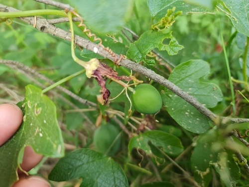 Passiflora cinnabarina, photograph 2