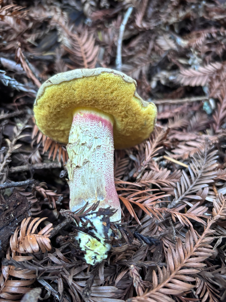 Xerocomellus mendocinensis