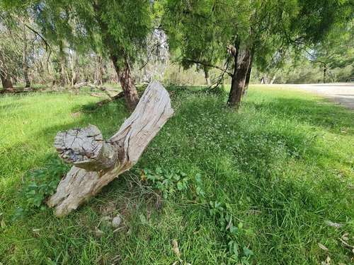 Passiflora cinnabarina, photograph 5