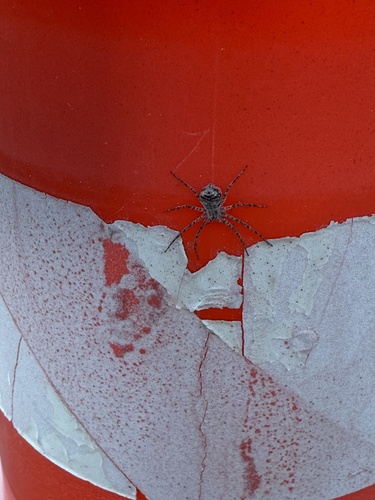 iNaturalist observation photo of Philodrominae