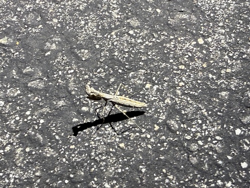 iNaturalist observation photo of American Ground Mantises