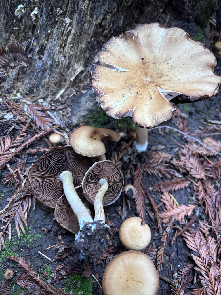 Psathyrella piluliformis · December 2025 · photo: © reago (iNaturalist, cc-by)