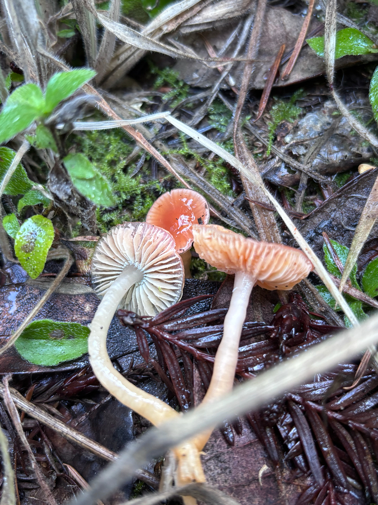 Gliophorus psittacinus · December 2025 · photo: © reago (iNaturalist, cc-by)