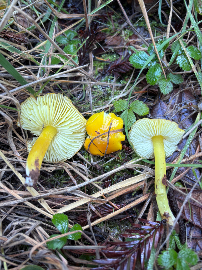 Hygrocybe flavescens · December 2025 · photo: © reago (iNaturalist, cc-by)