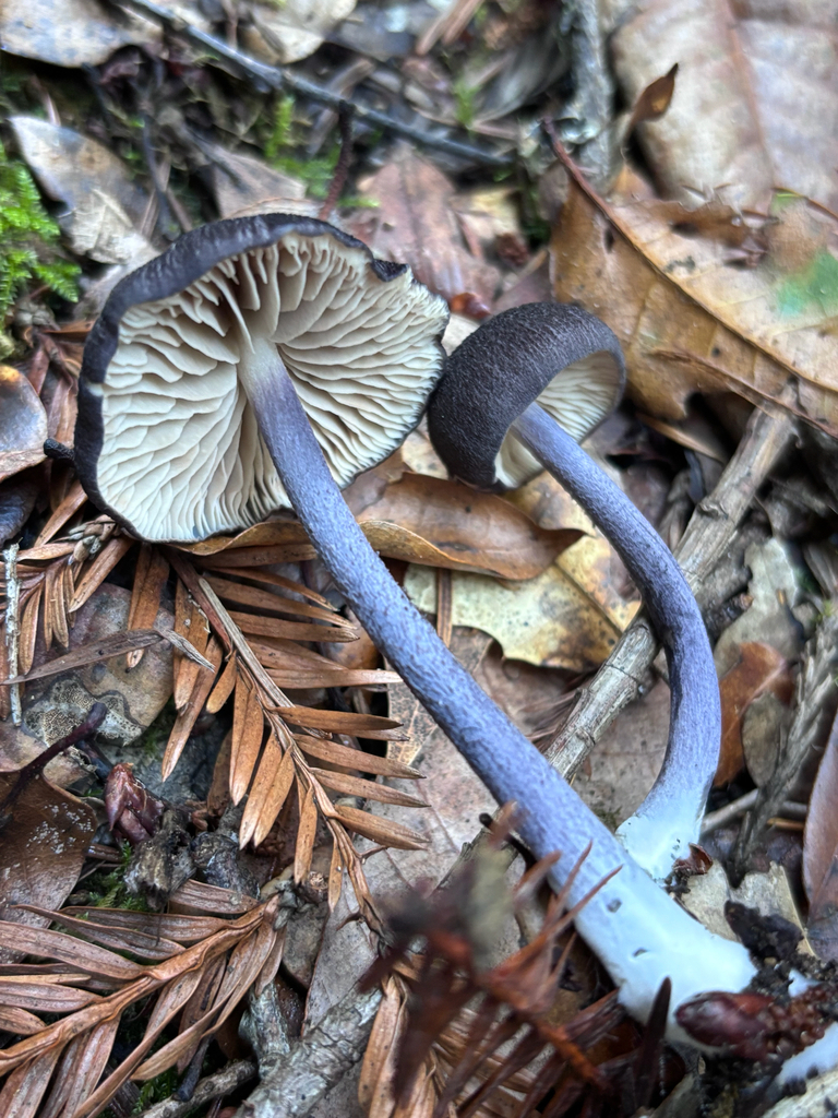 Entoloma pigmentosipes · December 2025 · photo: © reago (iNaturalist, cc-by)