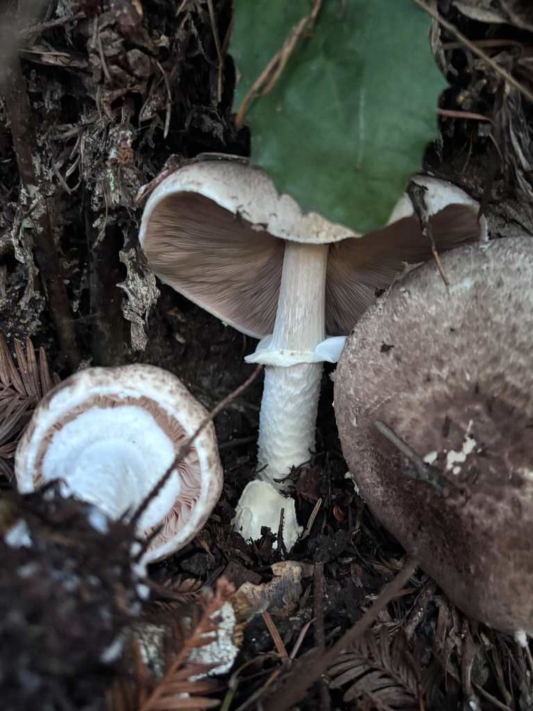 Agaricus subrutilescens · December 2025 · photo: © reago (iNaturalist, cc-by)