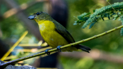 Euphonia affinis