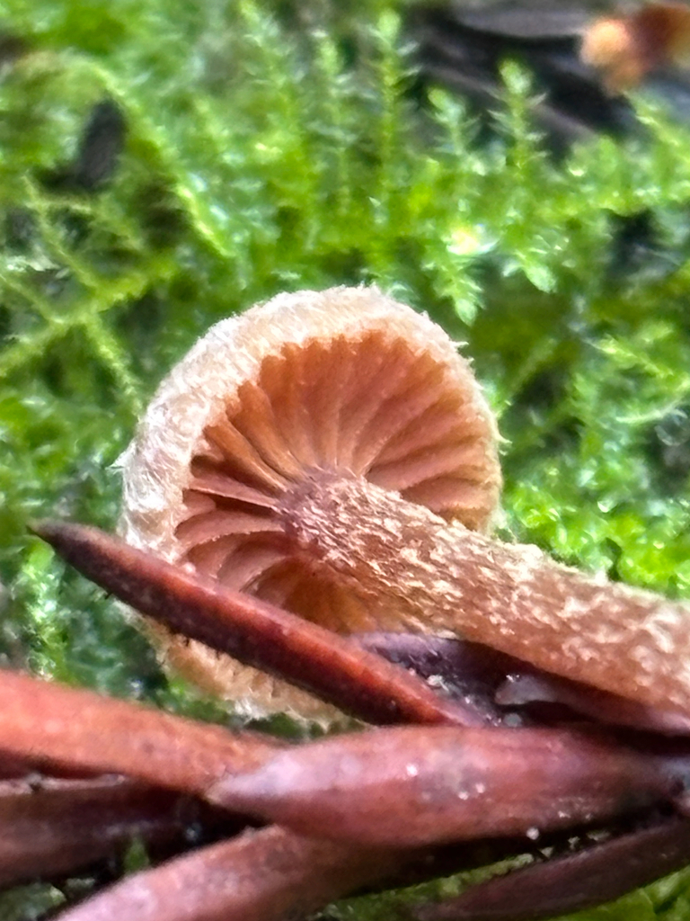 Tubaria conspersa · December 2025 · photo: © reago (iNaturalist, cc-by)