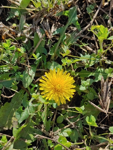 Taraxacum image