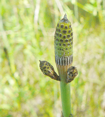 Equisetum variegatum