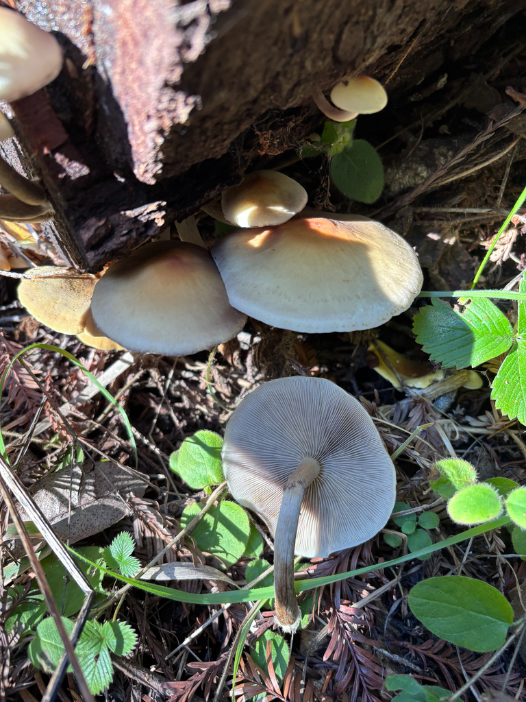 Hypholoma capnoides · December 2025 · photo: © reago (iNaturalist, cc-by)