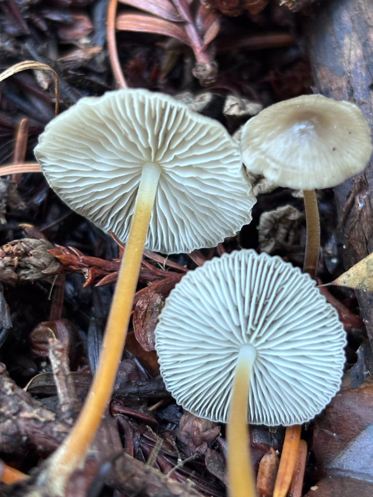 Strobilurus trullisatus