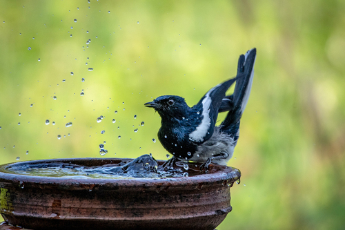 Oriental Magpie-Robin (Copsychus saularis), photo 7