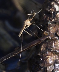 Culiseta inornata