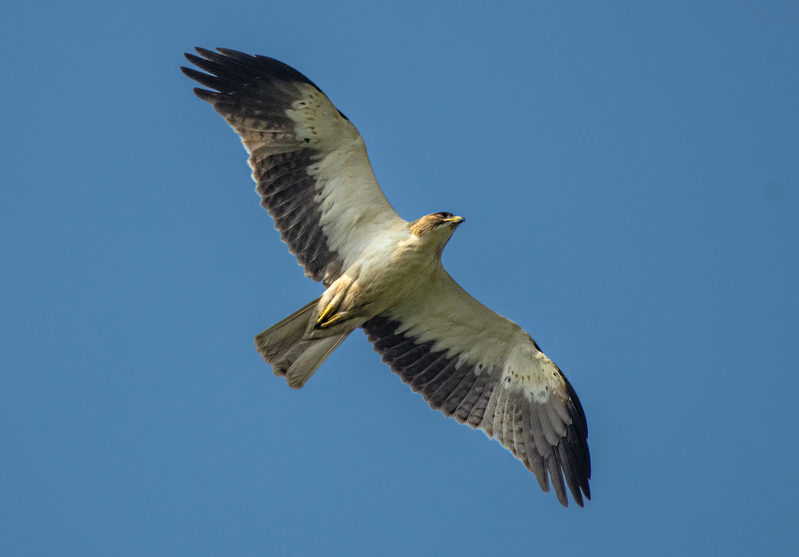 Booted Eagle (Hieraaetus pennatus)